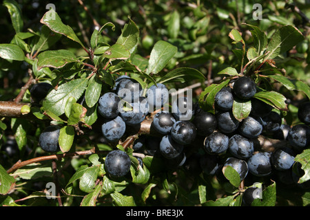 Schlehen Prunus Spinosa Taken an Martin bloße WWT, Lancashire, UK Stockfoto