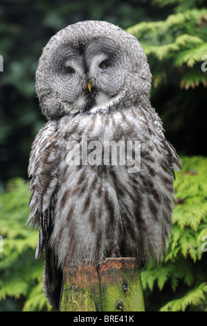 Große graue Eule Strix Nebulosa Stockfoto