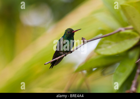 Canivet des Emerald (Chlorostilbon Canivetii), männliche Kolibri ruhen zwischen den Fütterungen in Roatan, Honduras Stockfoto