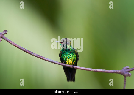 Canivet des Emerald (Chlorostilbon Canivetii), männliche Kolibri ruhen zwischen den Fütterungen in Roatan, Honduras Stockfoto