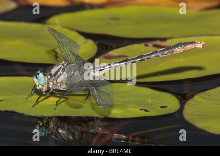 Lilypad Clubtail (Arigomphus Furcifer) Libelle - männlich Stockfoto