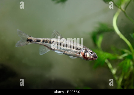 Elritze Phoxinus Phoxinus, einzelne Fische im Wasser, Midlands, September 2010 Stockfoto