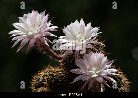 Blühender Kaktus (Echinopsis Subdenudata) Oxygona Stockfoto