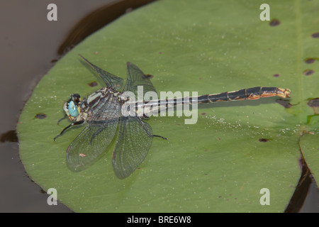 Lilypad Clubtail (Arigomphus Furcifer) Libelle - Mann auf ein Seerosenblatt Stockfoto