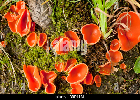 Orange Peel Fungus (Aleuria Aurantia) Stockfoto