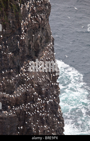 Northern Gannet, Morus bassanus, Kolonie auf der Klippe Rundebranden auf der Insel Runde, atlantischen Westküste, Norwegen. Stockfoto