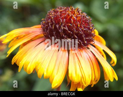 Nahaufnahme Makroaufnahme gelb / orange Gaillardia Blume. Stockfoto