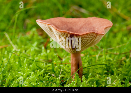 Rufous Milkcap Pilz (Lactarius Rufus) Stockfoto