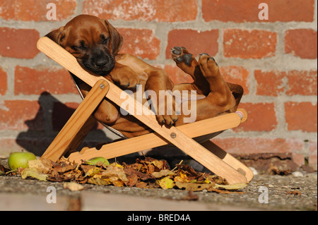 Rhodesian Ridgeback (Canis Lupus Familiaris). Welpen schlafen in einem Puppen-Liegestuhl. Stockfoto