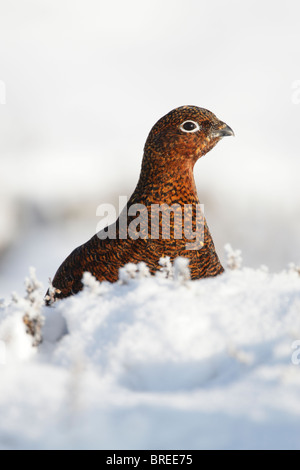 Moorschneehühner weiblich (Lagopus Lagopus Scotica) auf Schnee bedeckten moor Stockfoto