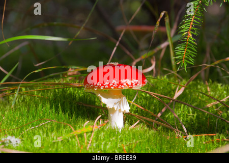 Pilz im Moos Stockfoto