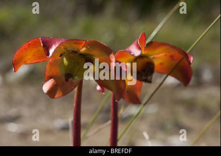 Blume-Detail von einem lila Schlauchpflanze (Sarracenia Purpurea) an Dorcas Bay Fen, Bruce Peninsula Stockfoto