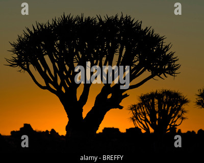 Der Köcherbaum (Aloe dichotoma) nach Sonnenuntergang im Köcherbaumwald, an der Garas Camp in der Nähe von Keetmanshoop, Namibia, Afrika Stockfoto