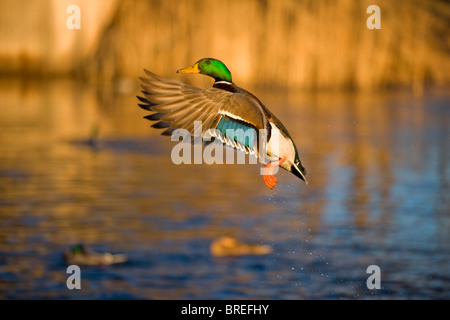 Stockente (Anas Platyrhynchos), Drake fliegenden Tiveden Nationalpark, Schweden, Skandinavien, Europa Stockfoto