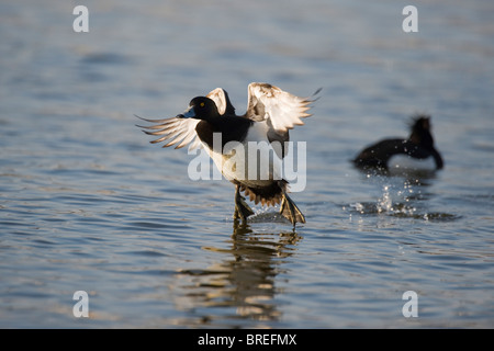 Reiherenten (Aythya Fuligula), Drake beginnen zu fliegen Stockfoto