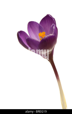 Krokus (Crocus) Stockfoto