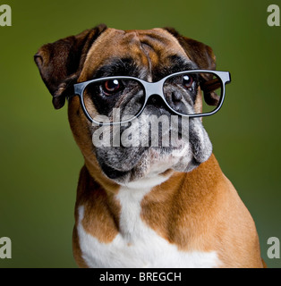Intelligente Boxer Hund Stockfoto