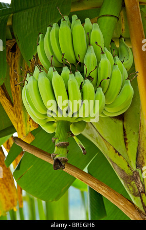 Bananen auf dem Baum Stockfoto