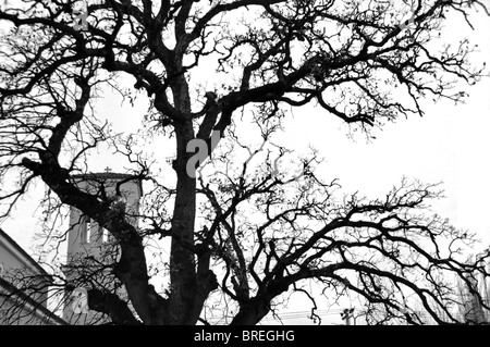 Kirche von Eiche Zweige Silhouette verdeckt. Schwarz und weiß. Stockfoto