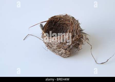 Eine leere Warbler Nest isoliert auf einem weißen Hintergrund. Stockfoto