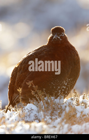 Moorschneehühner männlich (Lagopus Lagopus Scottica) stehend auf Schnee Hintergrundbeleuchtung Stockfoto