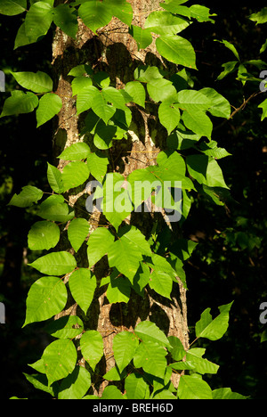 Giftefeu wächst auf einem Baum Stockfoto