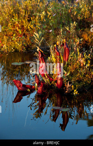 Eine rote Schlauchpflanze (Sarracenia Purpurea) wächst im reiche Ökosystem einer Balsam See, Killarney Provincial Park Stockfoto