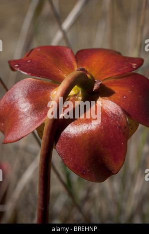 Blume-Detail von einem lila Schlauchpflanze (Sarracenia Purpurea) an Dorcas Bay Fen, Bruce Peninsula Stockfoto