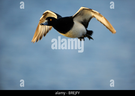 Reiherenten (Aythya Fuligula), Drake fliegen Stockfoto