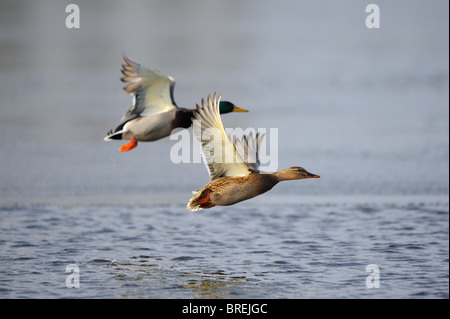 Stockenten (Anas Platyrhynchos), paar fliegen Stockfoto