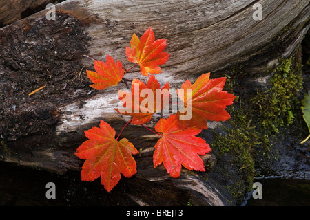 Vine maple lealves in the Oregon Cascade Mountains in September Stockfoto