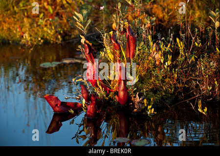 Eine rote Schlauchpflanze (Sarracenia Purpurea) wächst im reiche Ökosystem einer Balsam See, Killarney Provincial Park Stockfoto