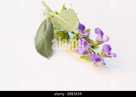 Nahaufnahme von Salbei Zweig mit Blumen auf weißem Hintergrund Stockfoto