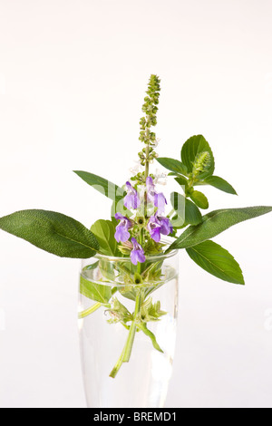 Nahaufnahme von Salbei Zweig mit Blüten in einem Glas auf weißem Hintergrund Stockfoto