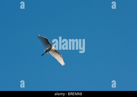 Silberreiher (Ardea Alba) oder Silberreiher oder gemeinsame Silberreiher auf der Flucht vor einem blauen Himmel. Stockfoto