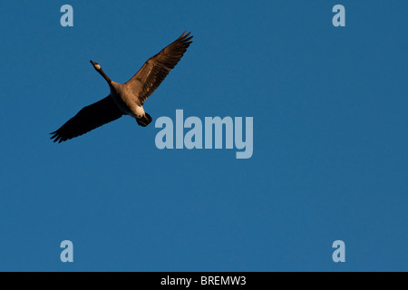 Ein einzelnes Kanadagans (Branta Canadensis) auf der Flucht vor einem blauen Himmel. Stockfoto