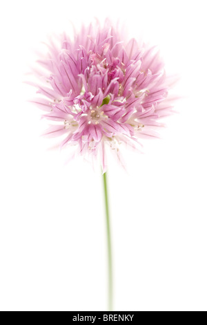 Makro-Foto von einem rosa Allium isoliert auf weiss Stockfoto