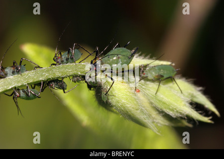 Erbse Blattlaus (Acyrthosiphon Pisum) Fütterung auf Wiese Erbse (Lathyrus Pratensis), UK. Stockfoto