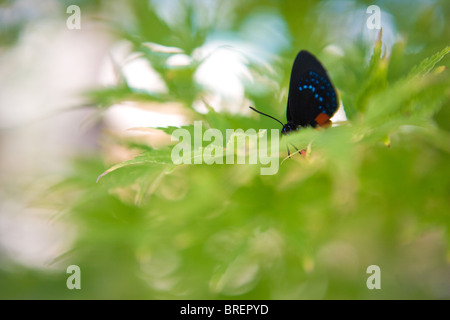 Schmetterling, versteckt in Ahorn Blätter, schwarze und blaue Flügelspitze, zarte Stockfoto