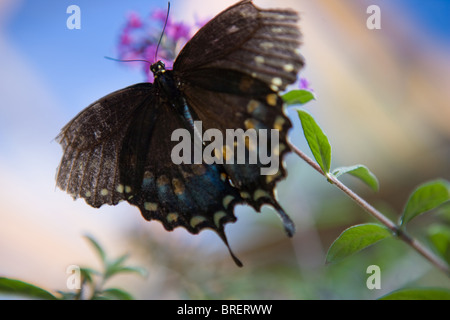 schwarze Schmetterling schwebt auf einem lila Schmetterlingsstrauch mit blauem Hintergrund Stockfoto