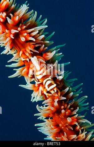 Korallene-Garnelen (Dasycaris Zanzibarica), auf Coiled Draht Koralle (Cirripathes Anguinea) mit Polypen, Gangga Island, Bangka Inseln Stockfoto