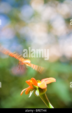 Schmetterling im Flug über eine Zinnia Blume, orange, Blütenblatt, Flügel Bewegungsunschärfe Bewegung bewegt Spannweite Landung Energie Aufwand verschwommen Stockfoto