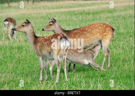 Sika Kälberfütterung Stockfoto