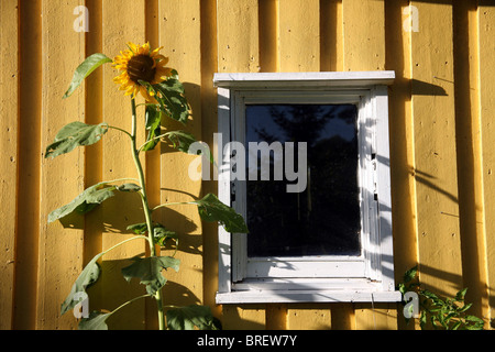 Sonnenblume in einem Garten Stockfoto