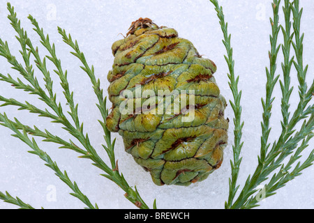 Kegel und Zweig der Riesenmammutbaum (Sequoiadendron Giganteum) Sequoia Nationalpark, Kalifornien Stockfoto