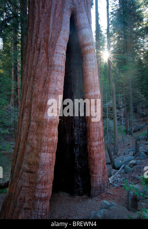 Giant Sequoia Baum mit Sunburst im Grant Grove ausgebrannt. Kings Canyon Nationalpark, Kalifornien Stockfoto