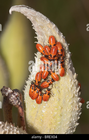 Große Wolfsmilch Bug (Oncopeltus Fasciatus) - Nymphen auf eine Wolfsmilch Pflanze Pod Stockfoto