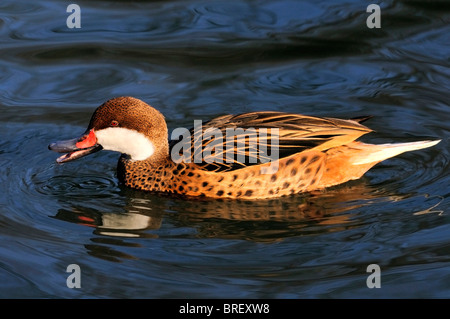 Weißen Wangen Pintail oder Bahama Pintail (Anas Bahamensis), Drake Stockfoto