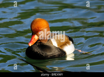 Rot-crested Tafelenten (Netta Rufina), drake Stockfoto