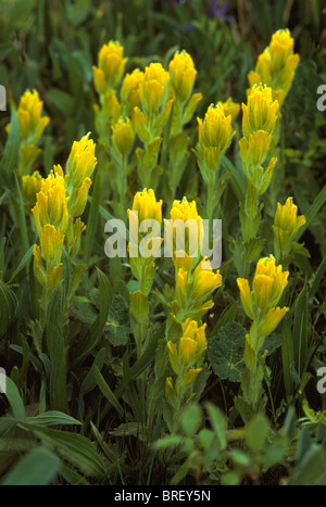 Golden Paintbrush (Castilleja Levisecta) in voller Blüte - wilde Blumen / Wildblumen blühen im Frühjahr, BC, Britisch-Kolumbien, Kanada Stockfoto